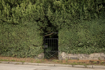 Old black metal gate hidden in dense green hedge along stone wall