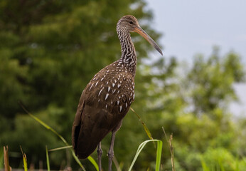 A limpkin (Aramus guarauna) in Sweetwater Wetlands Park in Gainesville, Florida