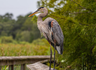 A very photogenic great blue heron posing on a wooden walkway in Sweetwater Wetlands Park in Gainesville, Florida