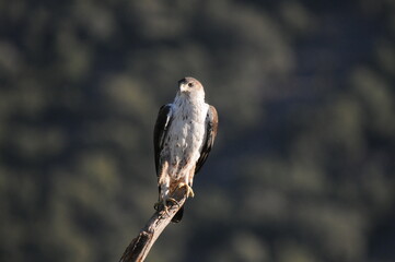 aguila perdiceraen extremadura