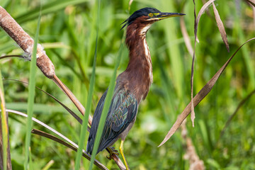 A green heron (Butorides virescens) in Sweetwater Wetlands Park in Gainesville, Florida