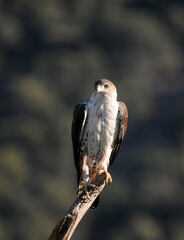 aguila perdiceraen extremadura