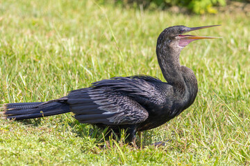 Anhinga attempting to cool itself on a hot, summer day in Sweetwater Wetlands Park in Gainesville, Florida