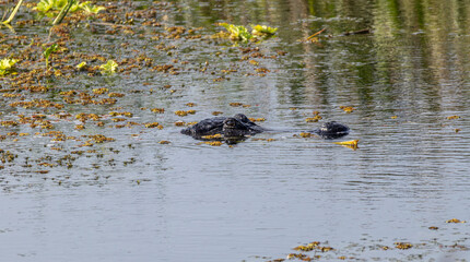 American alligator (Alligator mississippiensis) stalking its prey in Sweetwater Wetlands Park in Gainesville, Florida