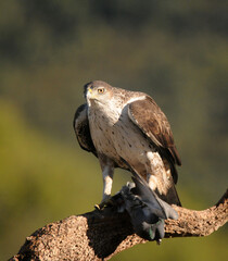aguila perdiceraen extremadura