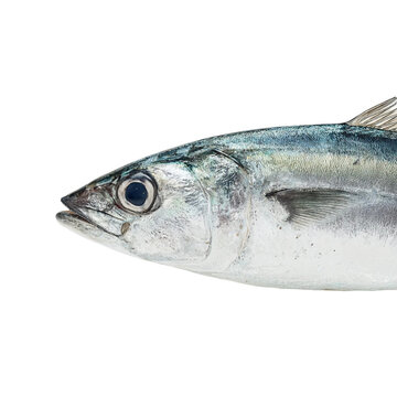 side view of Gray fis on a white background
