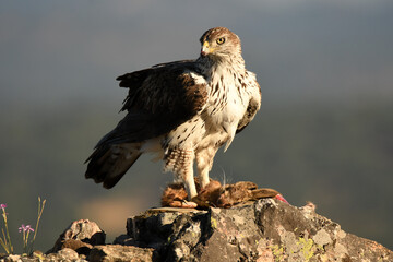 aguila perdiceraen extremadura
