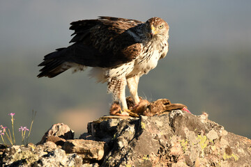 aguila perdiceraen extremadura