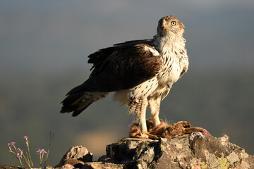 aguila perdiceraen extremadura