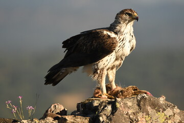 aguila perdiceraen extremadura