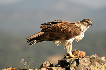 aguila perdiceraen extremadura