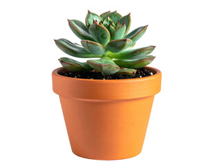 Succulent plant in a terracotta pot, leaves radiating outwards, black background