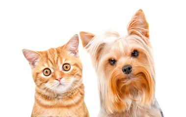 Portrait of red Scottish Straight kitten and cute Yorkshire Terrier, closeup, isolated on white background