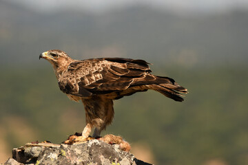 aguila perdicera en la sierra