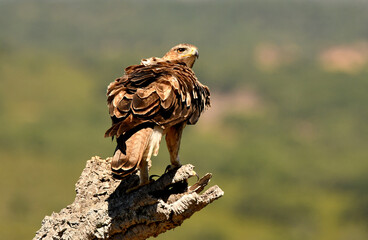 aguila perdicera en la sierra