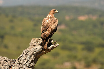 aguila perdicera en la sierra