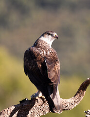 aguila perdicera en la sierra