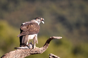 aguila perdicera en la sierra