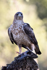 aguila perdicera en la sierra
