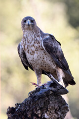 aguila perdicera en la sierra