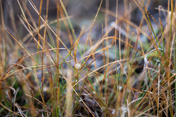 Close-up of dried grass with delicate water drops in soft light