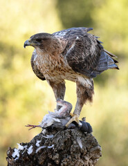aguila perdicera en la sierra