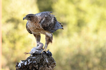 aguila perdicera en la sierra