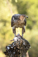aguila perdicera en la sierra