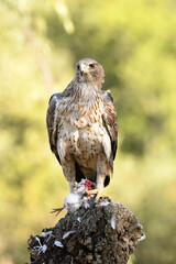 el aguila perdicera