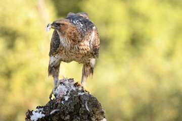el aguila perdicera