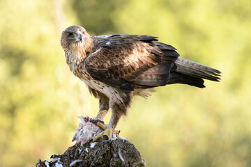 el aguila perdicera