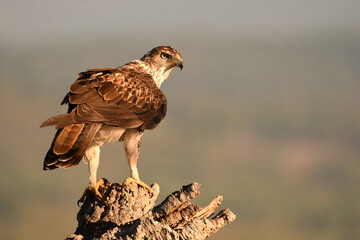 aguila perdicera en la sierra