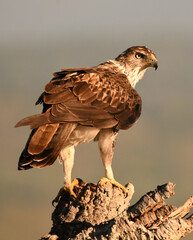aguila perdicera en la sierra