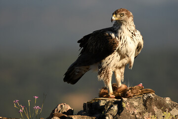 aguila perdicera en la sierra