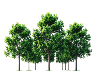 A group of vibrant green trees with lush foliage against a transparent background