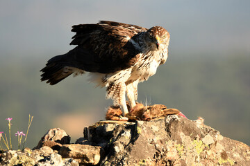 aguila perdicera en la sierra