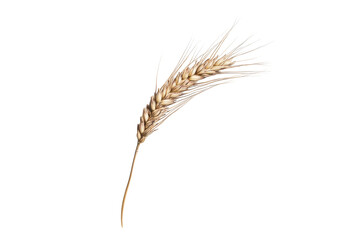 Single stalk of ripe wheat isolated on transparent background. Ear of wheat isolated on white background.