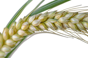 Close up of a ripe wheat ear with grains isolated on transparent background. Ear of wheat isolated on white background.