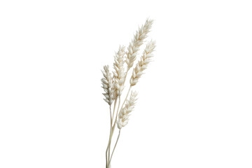 Fototapeta premium Delicate white wheat stalks isolated on transparent background. Ear of wheat isolated on white background.