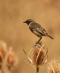 tarabilla entre los cardos en otoño
