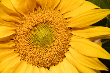 Kwiat dojrzewającego słonecznika