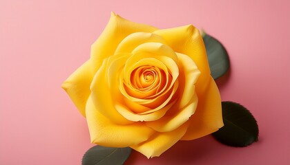 Yellow Rose On Pink Background