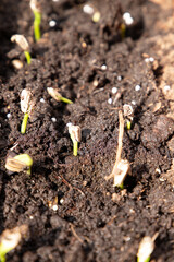 Wyklucie rośliny z nasiona