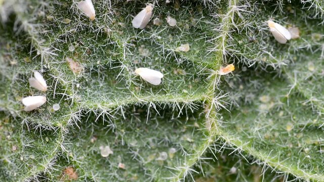 greenhouse whiteflies in a microscopic view, on a leaf and on a branch