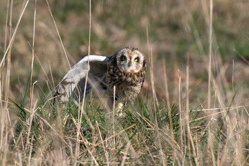 Hibou des marais, Hibou brachyote, Asio flammeus, Short eared Owl, region Pays de Loire; marais Breton; 85, Vendée, Loire Atlantique, France