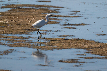 Aigrette garzette, Egretta garzetta, Little Egret,