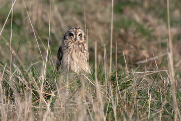 Hibou des marais, Hibou brachyote, Asio flammeus, Short eared Owl, region Pays de Loire; marais Breton; 85, Vendée, Loire Atlantique, France
