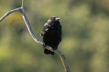 Corneille noire,Corvus corone, Carrion Crow