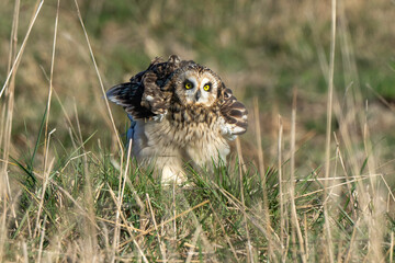 Hibou des marais, Hibou brachyote, Asio flammeus, Short eared Owl, region Pays de Loire; marais Breton; 85, Vendée, Loire Atlantique, France