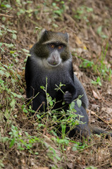 Cercopithèque argenté, Singe bleu de Doggett,  cercopithecus doggetti, Parc National d'Arusha, Tanzanie, Afrique de l'Est